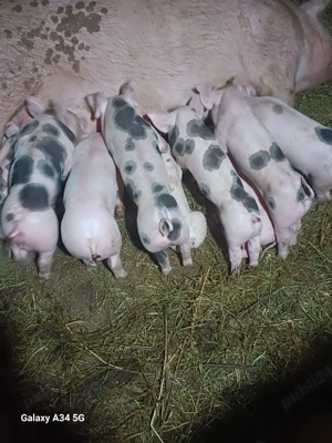 vand scrofa la prima fatare - imagine 3