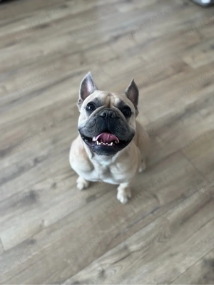 Bulldog francez Monta 
