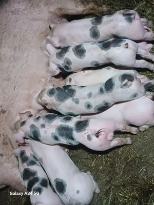 vand scrofa la prima fatare - imagine 2