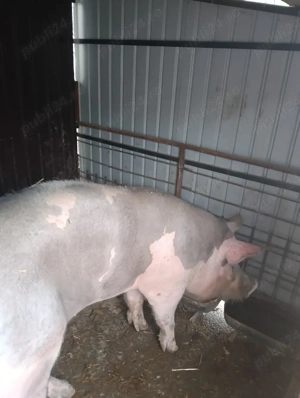 Montă Artificială Pietrain Belgian