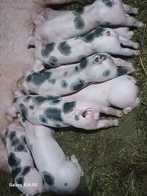 vand scrofa la prima fatare - imagine 5