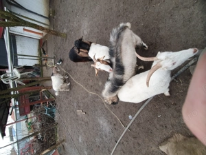 Vand capre  - imagine 2