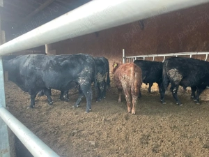 Vand vaci masculi si femele - imagine 3