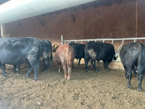 Vand vaci masculi si femele - imagine 4