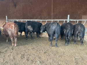 Vand vaci masculi si femele - imagine 5