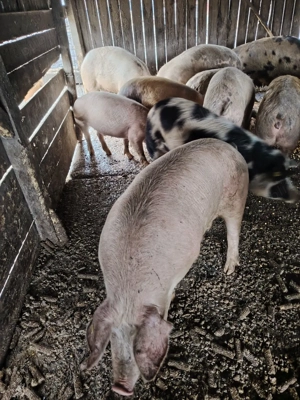 Vând porci crescuți natural  - imagine 3