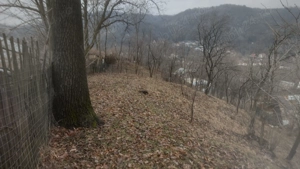 Teren de vanzare Telega Bustenari