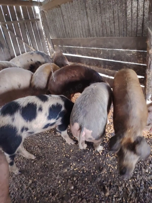 Vând porci crescuți natural  - imagine 2