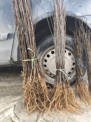 puieții salcâm la preț mic 60 bani   