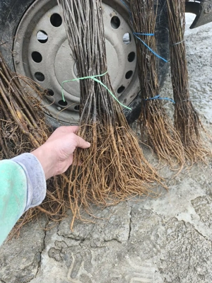 puieții salcâm la preț mic 60 bani    - imagine 2