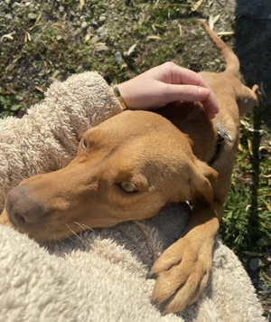  Vând cățea rasă Viszla   Bela  - imagine 2