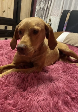  Vând cățea rasă Viszla   Bela  - imagine 3