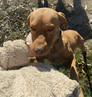  Vând cățea rasă Viszla   Bela 