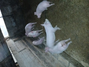 Purcei de vanzare - imagine 4