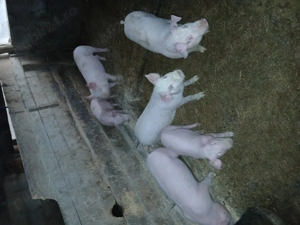 Purcei de vanzare - imagine 2