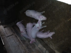 Purcei de vanzare - imagine 3