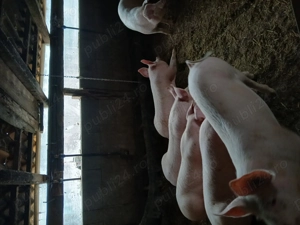 Grăsuni de vânzare  - imagine 3