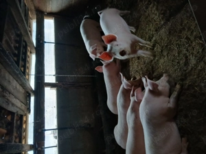 Grăsuni de vânzare  - imagine 2