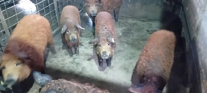 Magalita grasuni - imagine 3