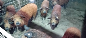 Magalita grasuni - imagine 2