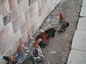 Oua pt incubat din rasa mii de flori rasa pură.  - imagine 2