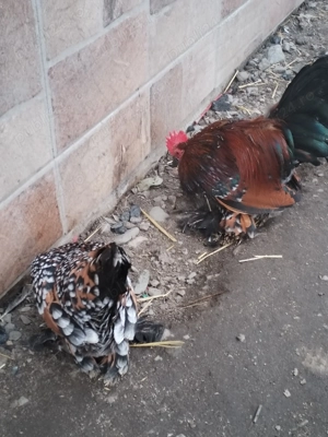 Oua pt incubat din rasa mii de flori rasa pură. 