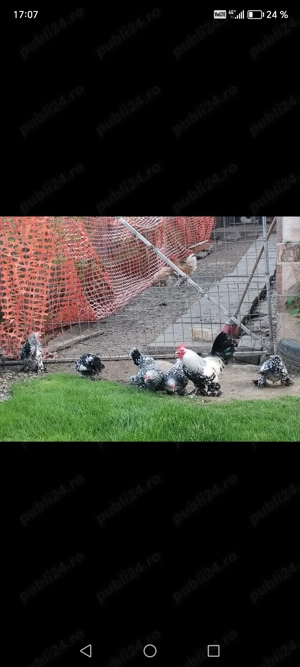 Oua pt incubat din rasa mii de flori rasa pură.  - imagine 3