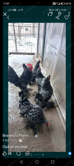 Oua pt incubat din rasa mii de flori rasa pură.  - imagine 4