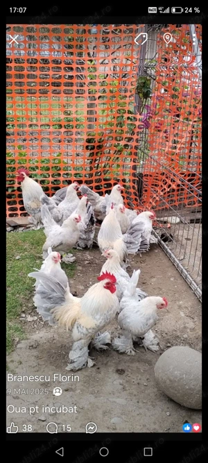 Oua pt incubat din rasa mii de flori rasa pură.  - imagine 5