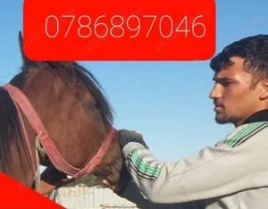 Transport animale si marfa pret mic