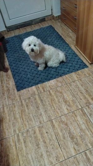 Bichon maltez de vanzare - imagine 2