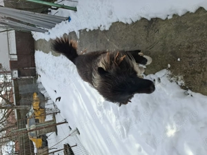 Vand caine ciobanesc mioritic - imagine 2