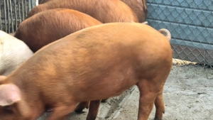 Vând 3 porci rasă de carne cine este interesat poate să mă sune la nr de telefon   - imagine 2