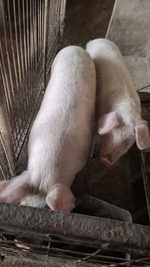 vand porci - imagine 3