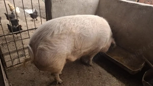 vand porci - imagine 2