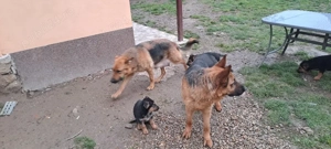 Căței ciobanesc german - imagine 4