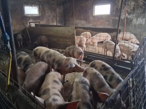 Porci de vanzare - imagine 3