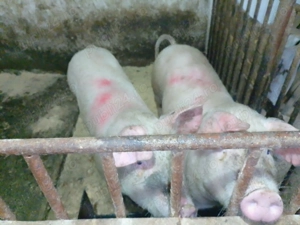 Porci de carne de vânzare 