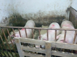 Porci de carne de vânzare  - imagine 4