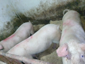 Porci de carne de vânzare  - imagine 5