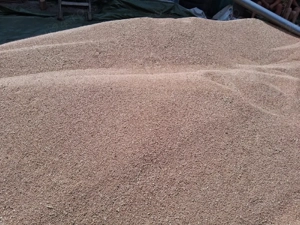 Vand grau calitati panificatie!