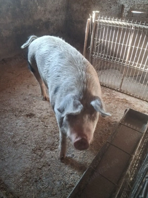 vând un porc  - imagine 2