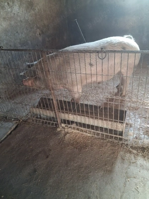 vând un porc  - imagine 3