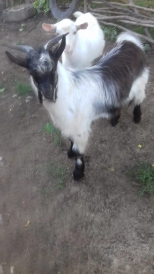 Țapi de vânzare - Vârstă: 8 luni - Greutate: 38 kg - 380 lei bucata - imagine 3