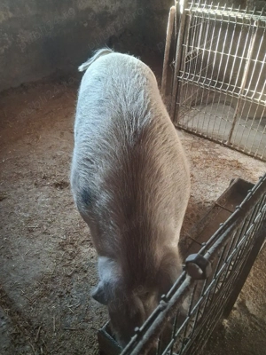 vând un porc  - imagine 4