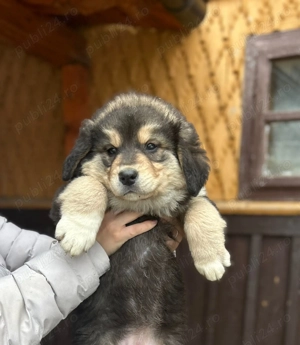 Femela ciobanesc carpatin  - imagine 2