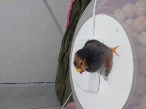 Vând pui Vorwerk  - imagine 2