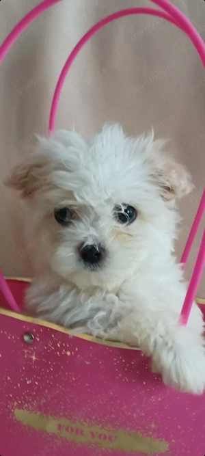 Catelusa bichon maltez toy - imagine 2