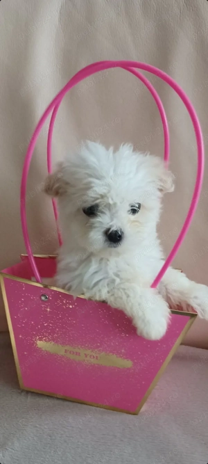 Catelusa bichon maltez toy