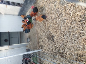 Vând pui Vorwerk  - imagine 3